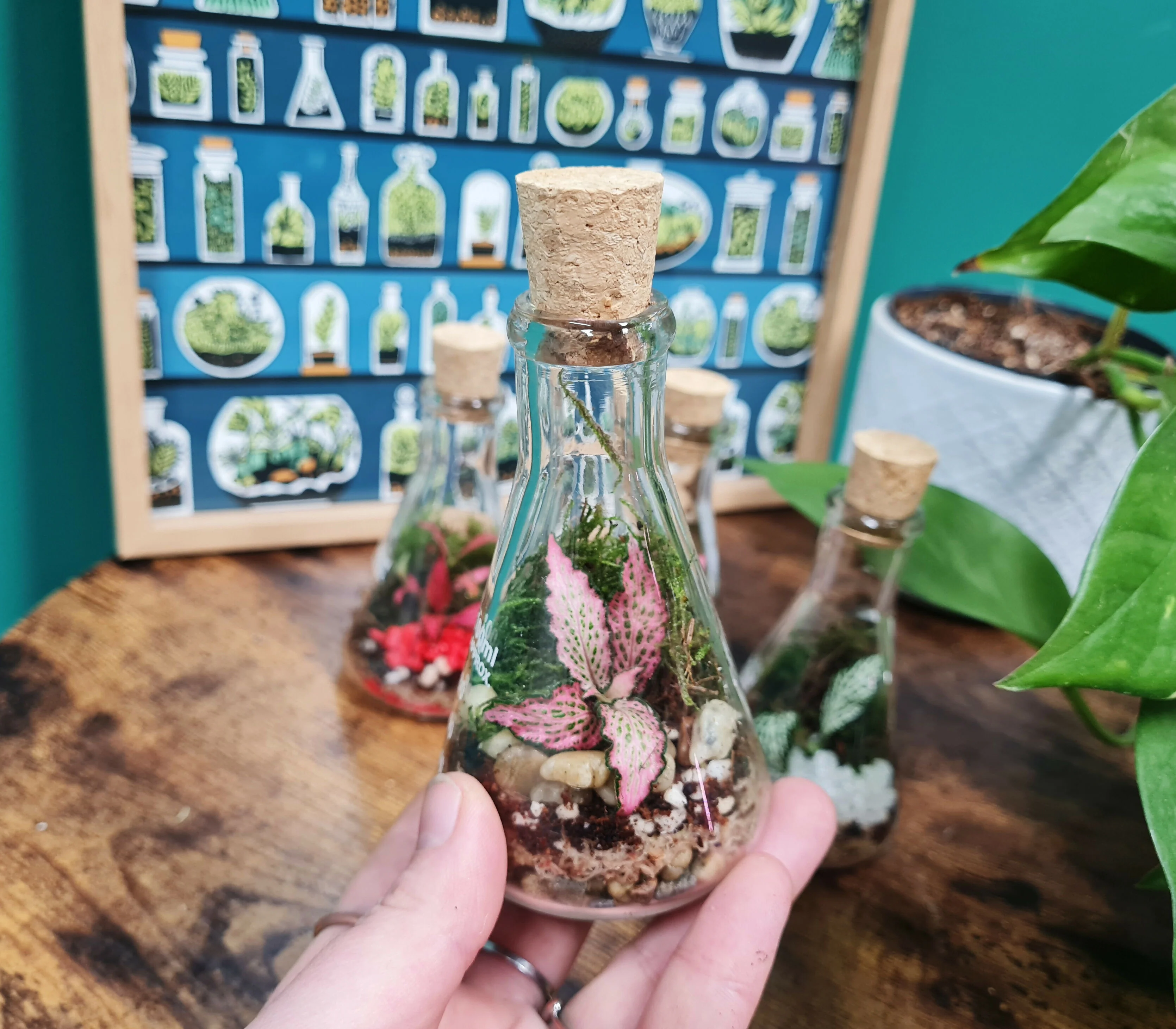 100ml Conical Flask Terrarium - Image 5