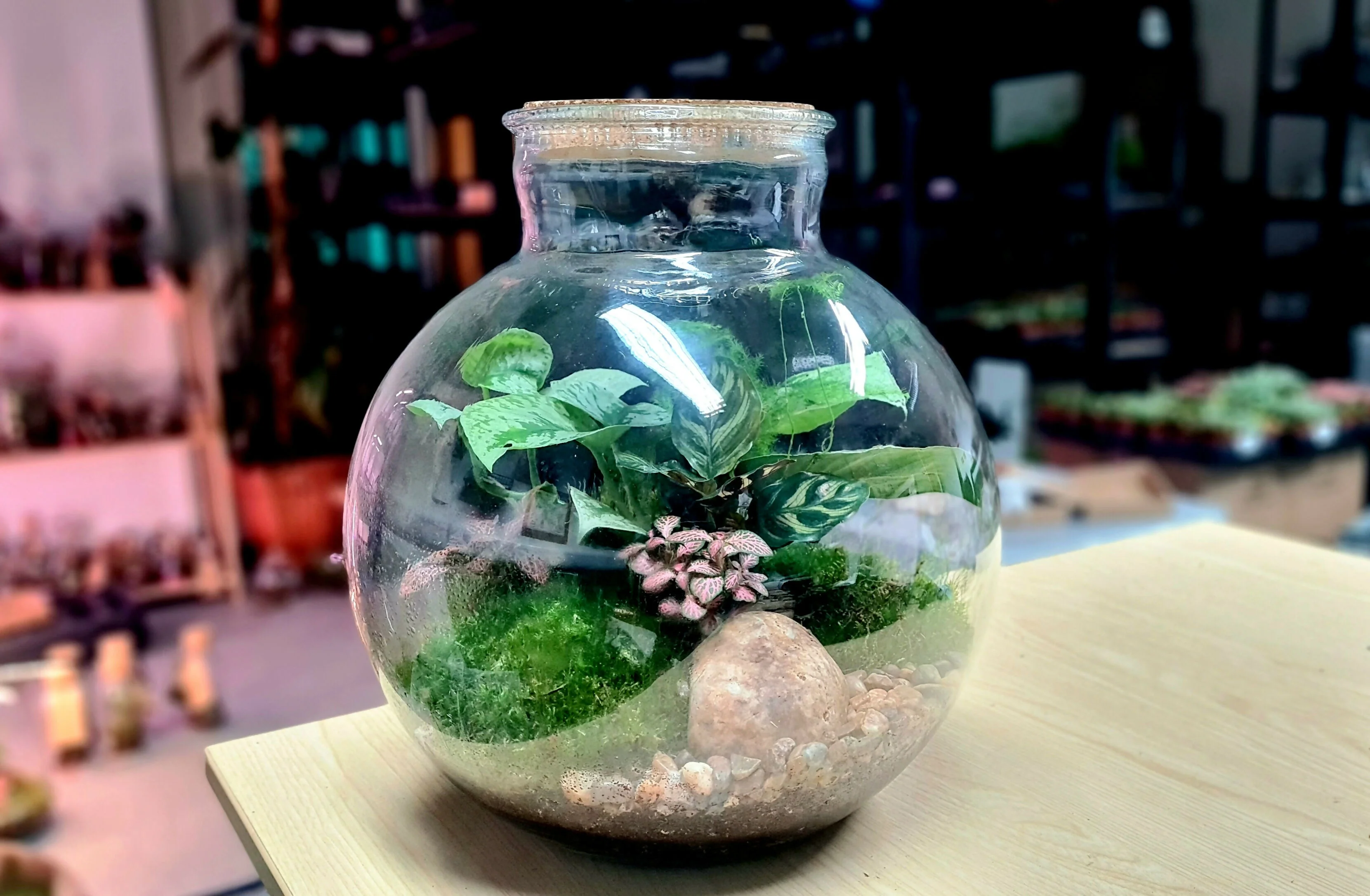 Large Carboy Light Up Terrarium - Image 3