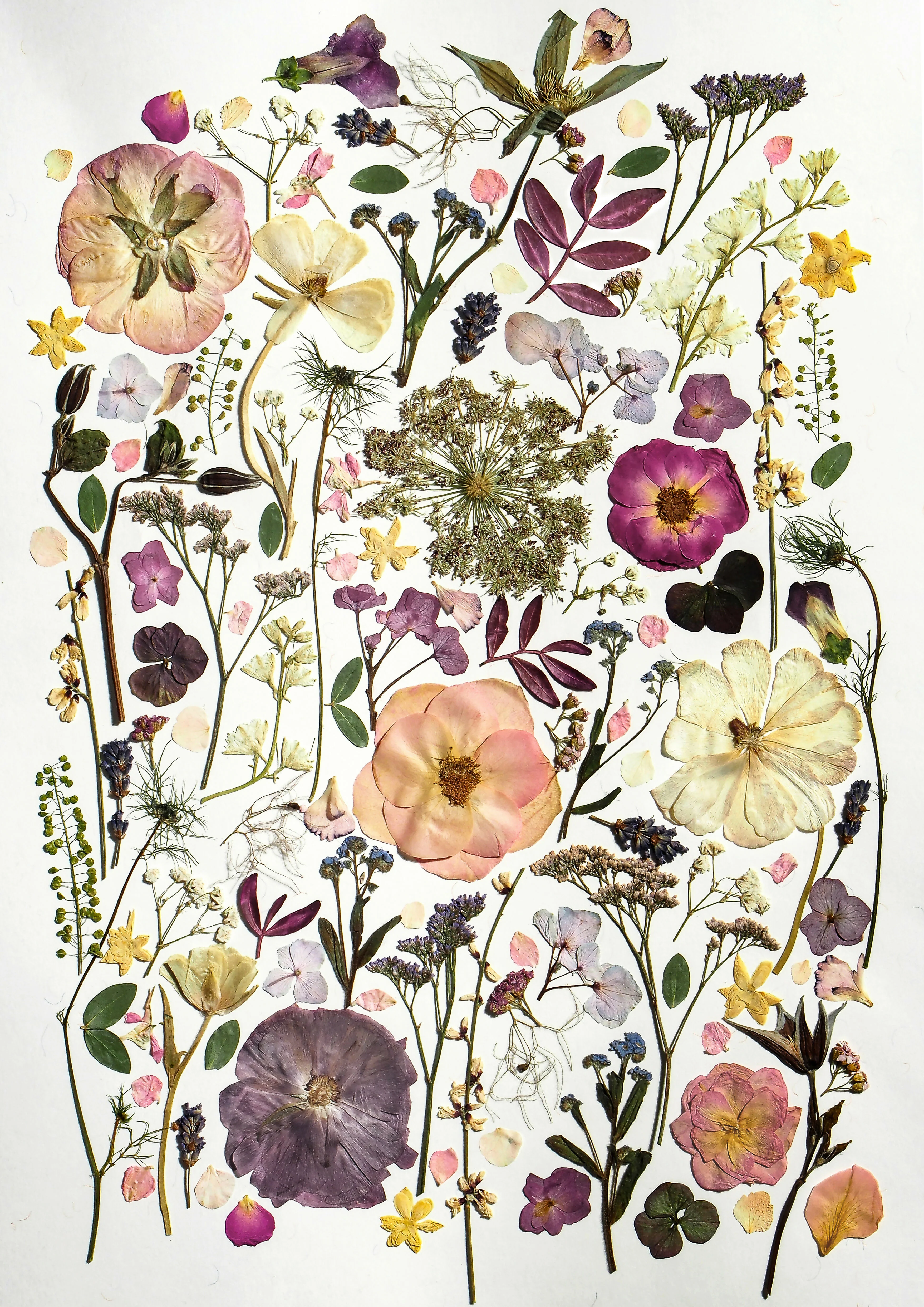 Pressed Flower Prints - Image 4